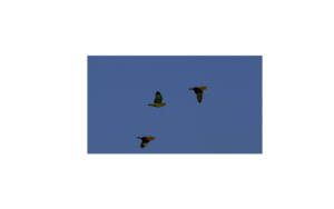Rescued parrots flying
