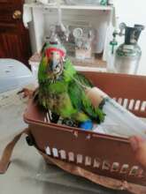 We nourished and cared for Cuco