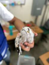 Northern Potoo chick that fell from its nest