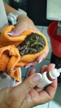 Healing Pygmy Owl