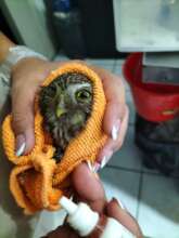 Pygmy Owl with eye damaged