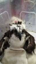 Osprey in recovery