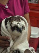 Osprey rescued