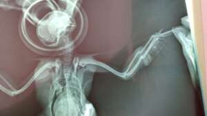 Rx broken wing bones of Pygmy Owl
