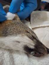 Young Gray Fox received with leg fracture