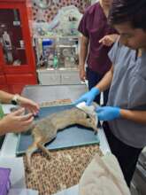 We repaired the bone and it recovered