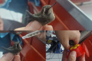 Hummingbird recovered