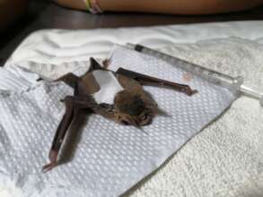 MURCY: A fruit bat