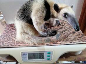 LIANA: A juvenile female anteater