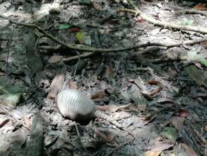 NINE-BANDED ARMADILLO
