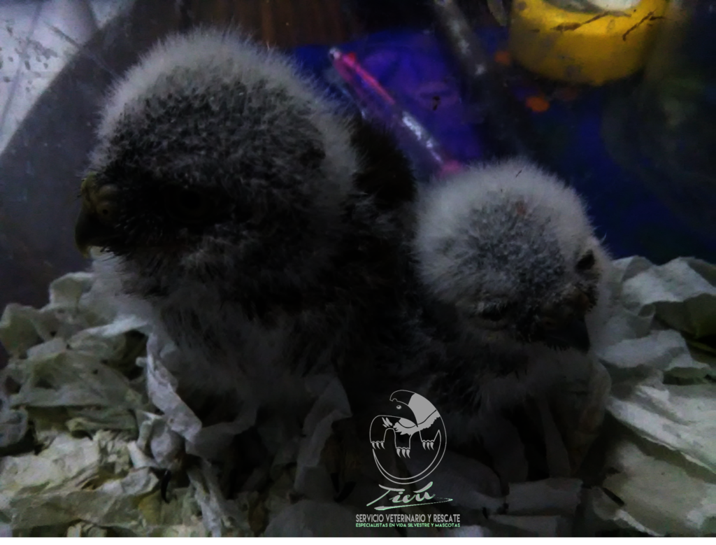 Wildlife Rescue and Rehabilitation