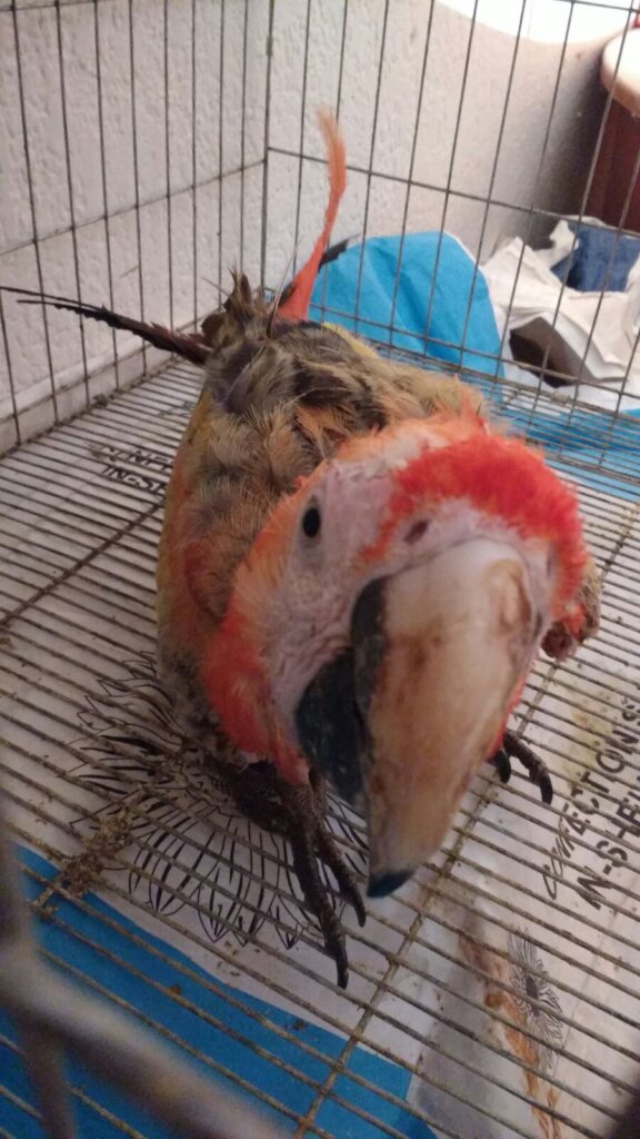 Wildlife Rescue and Rehabilitation