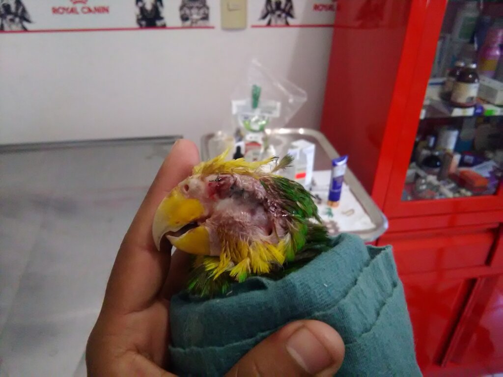 Wildlife Rescue and Rehabilitation