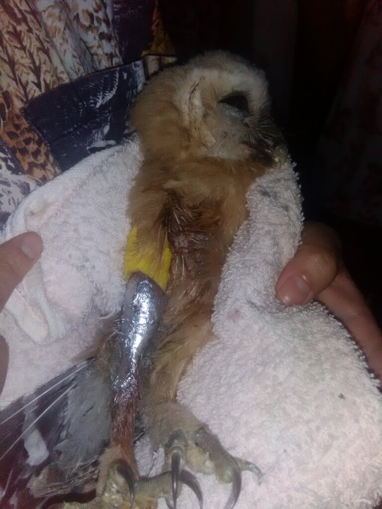 Wildlife Rescue and Rehabilitation