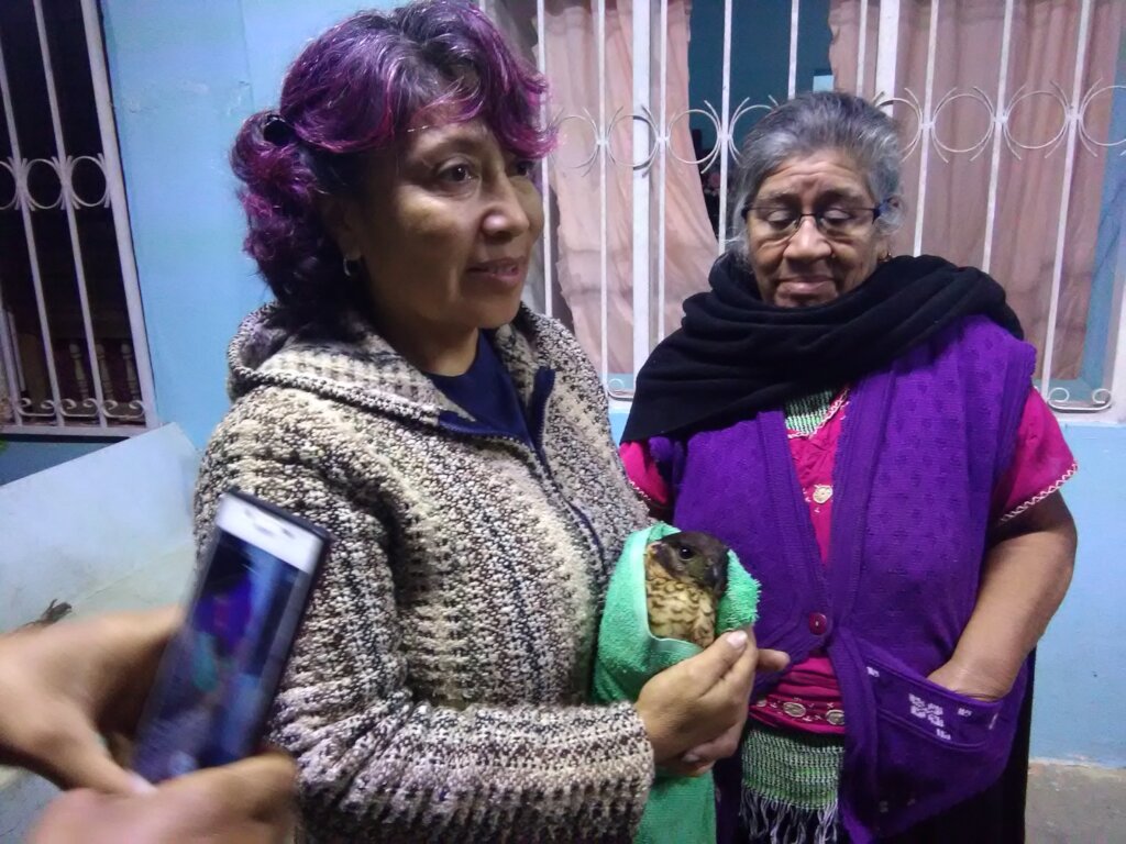 Wildlife Rescue and Rehabilitation