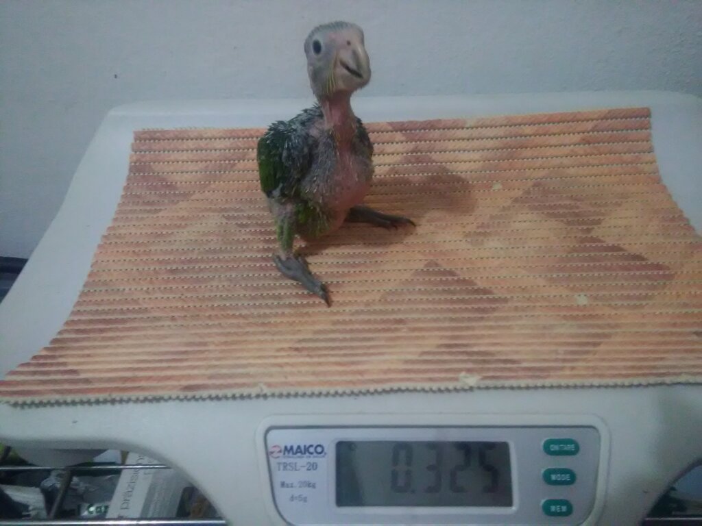 Wildlife Rescue and Rehabilitation