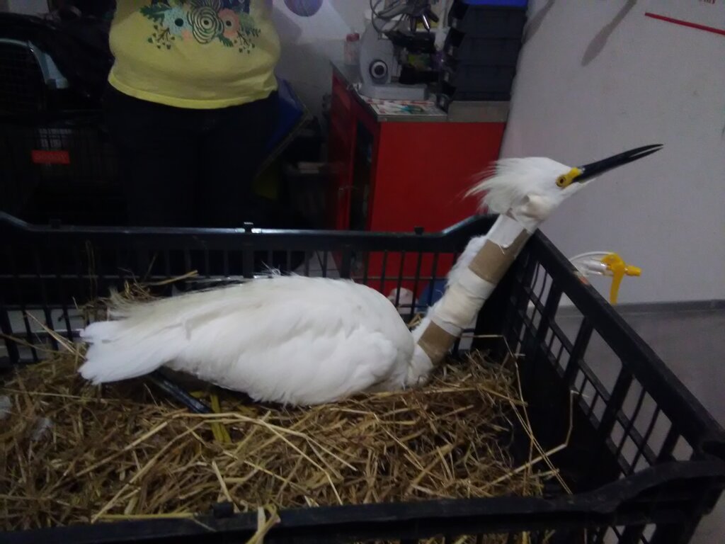 Wildlife Rescue and Rehabilitation