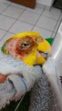 Burnt Parrot
