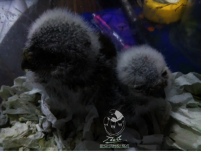 Nest robbed Owls