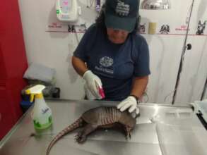 Injured Armadillo