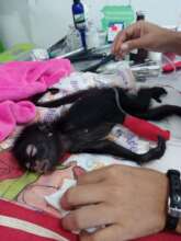 Injured Spider Monkey