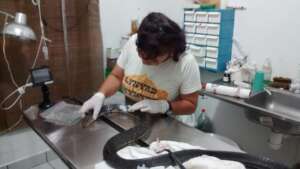Injured Snake