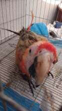 Malnourished Macaw