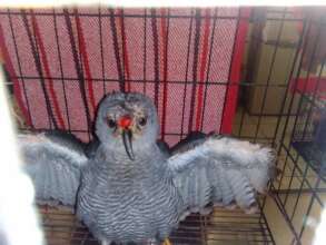Hawk with infection
