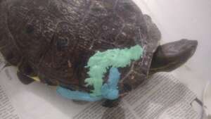 Injured Turtle