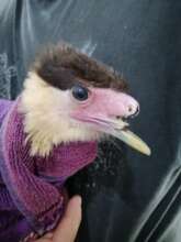 A Caracara lost its beak due to infection