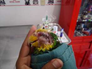 Parrot with infected eye