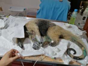 Tamandua rescatado