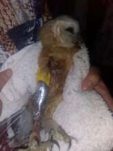 Buho herido
