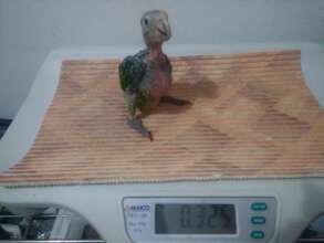 Pajaro lesionado