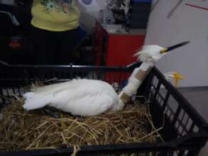 Garza herida