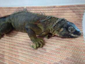 Iguana maltratada