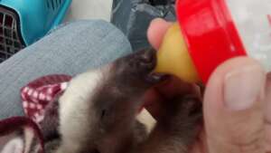Bebe tamandua rescatado