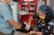 Wildlife Rescue and Rehabilitation