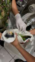 Immediate medical attention for rescued parrots