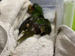 Some with severe damage from predation attempts