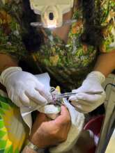 Rehabilitation according to parrot needs