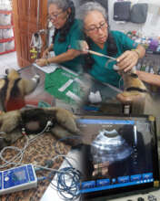 Mexican Tamandua or Anteater