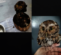The nests of these owls were destroyed