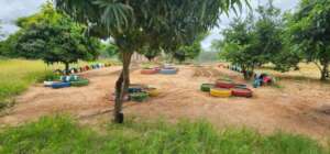 Current Look of the Veggie Garden