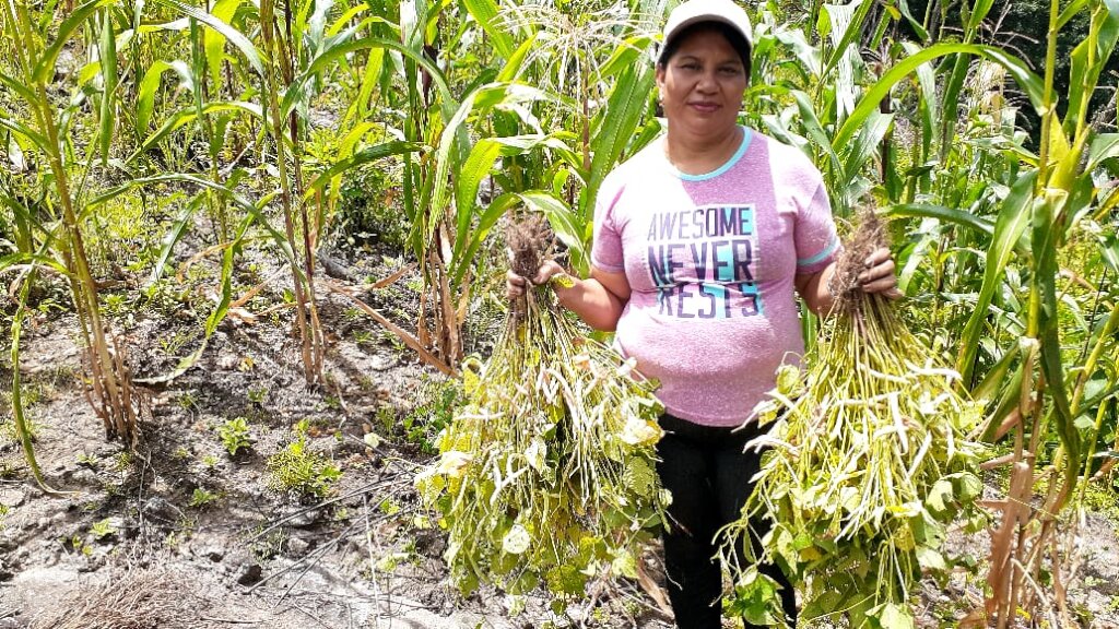 Climate change resilient families in Honduras