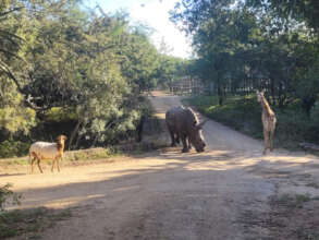 Out for a walk with rhino Esme & pedi sheep Mielie