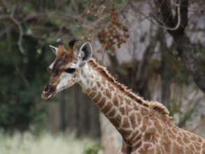 A close-up of Shuri's beautiful face