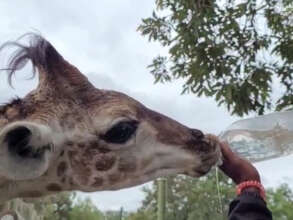 Shuri being fed a water bottle for the first time