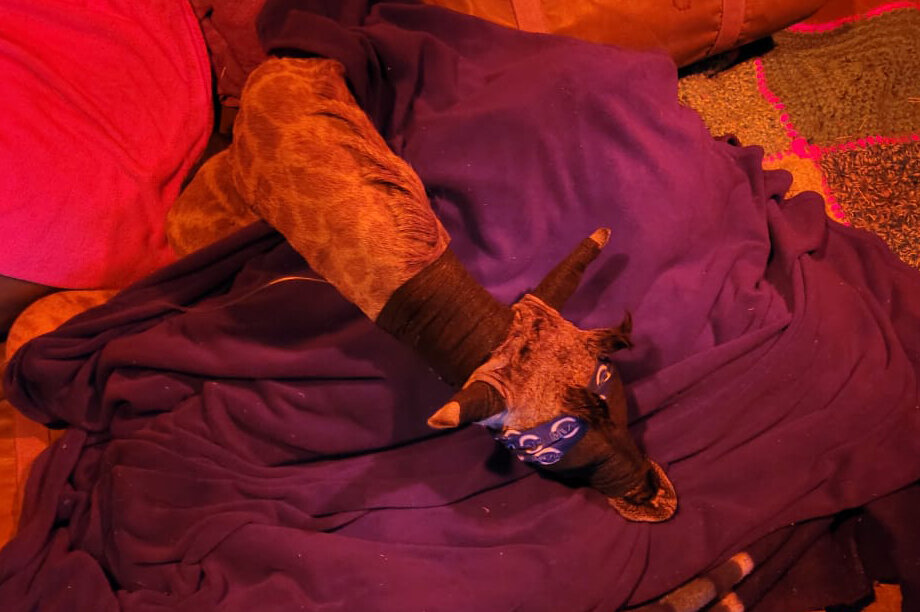 Can you help rescued baby giraffe Shuri?