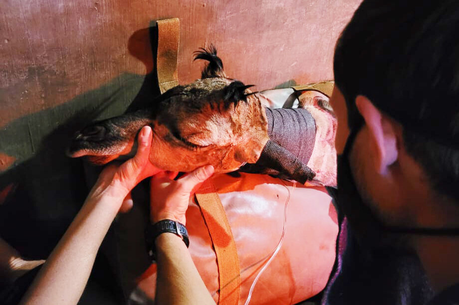 Can you help rescued baby giraffe Shuri?